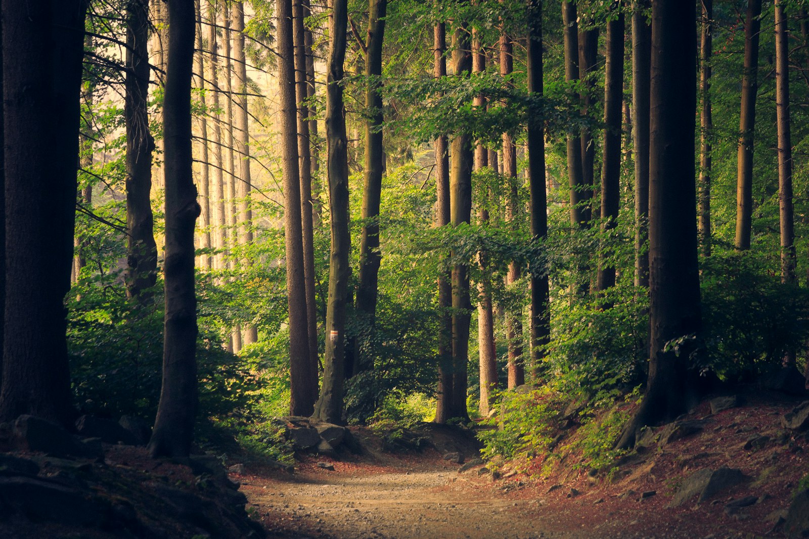 Sunlight through an old-growth forest — illustrative